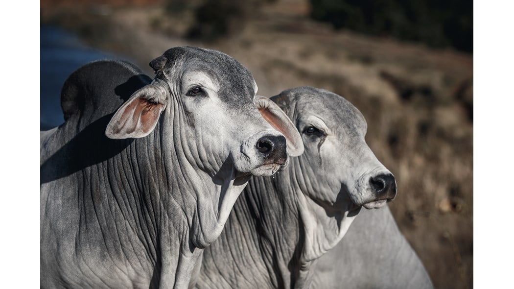 Two grey bulls